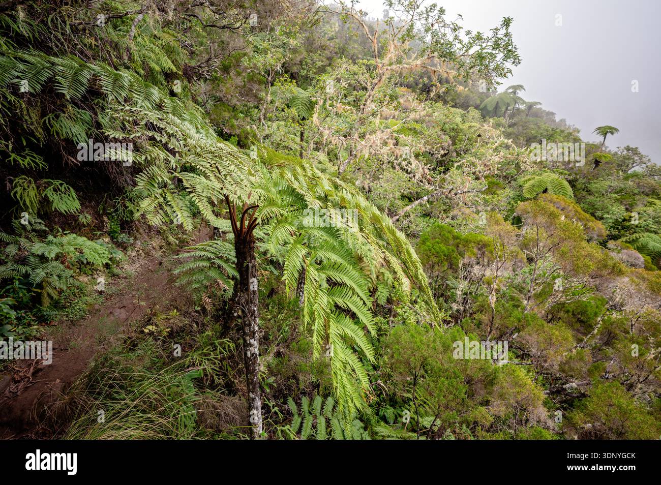GR R2 Wanderweg durch dichten Primärwald nach Mamode Camp, La Réunion, Frankreich Stockfoto