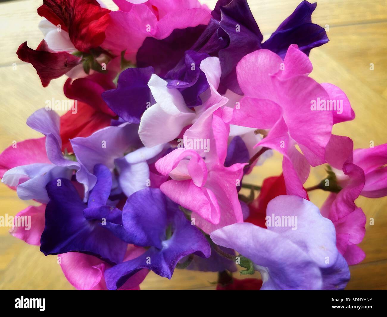 Eine weiche Nahaufnahme zeigt farbenfrohe Pflückerbsen, die in einer Vase im Haus in England angeordnet sind - Smartphone-aufgenommenes Stockfoto