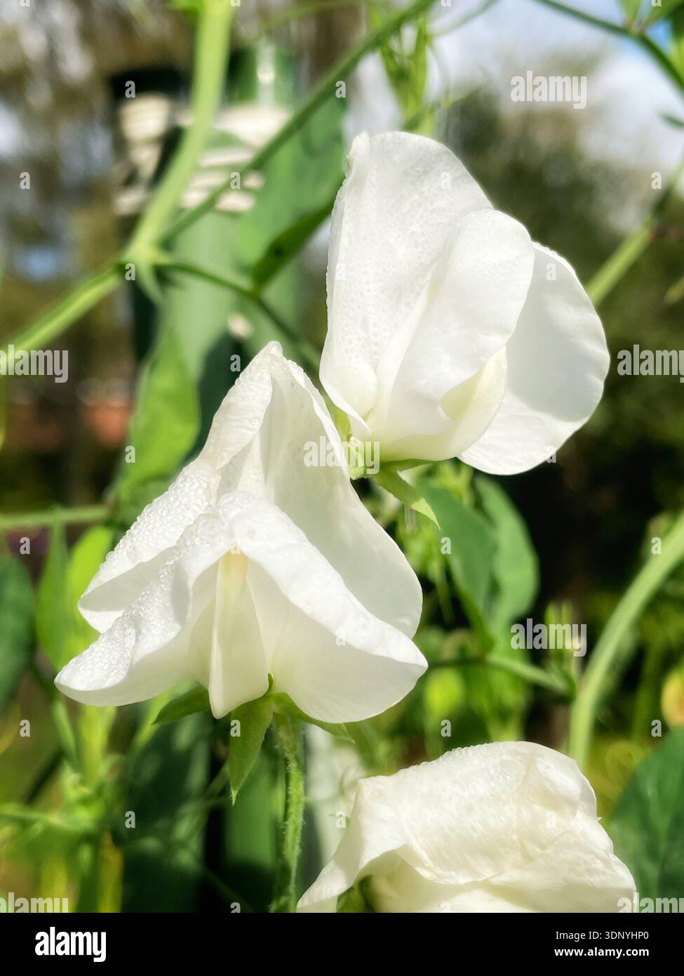 Eine Nahaufnahme zeigt zarte weiße Blüten einer süßen Erbsenblüte - Smartphone-aufgenommenes Stockfoto