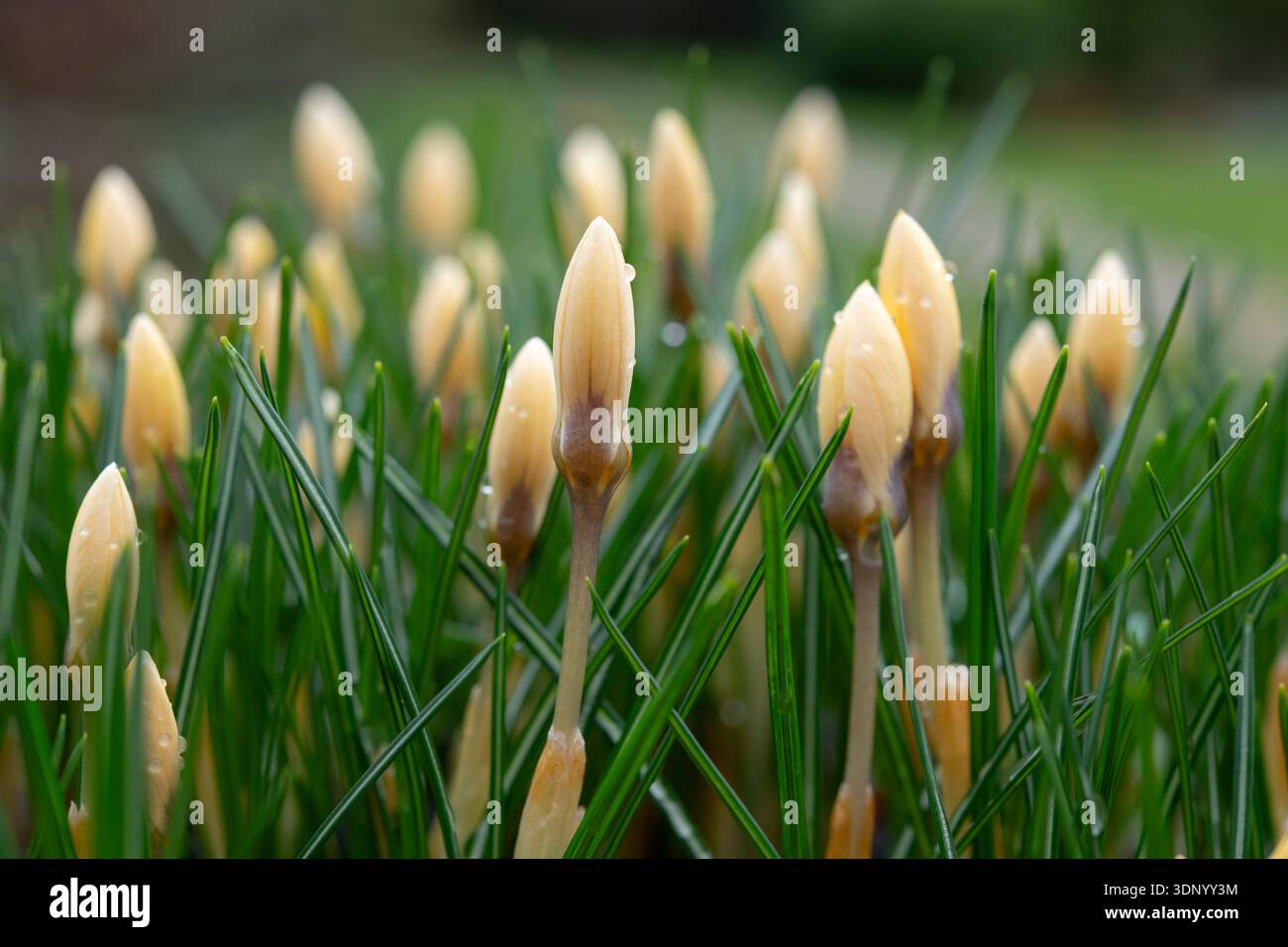 Gruppe von blassgelben Crocus Chrysanthus „Cream Beauty“, die im Spätwinter auftaucht Stockfoto