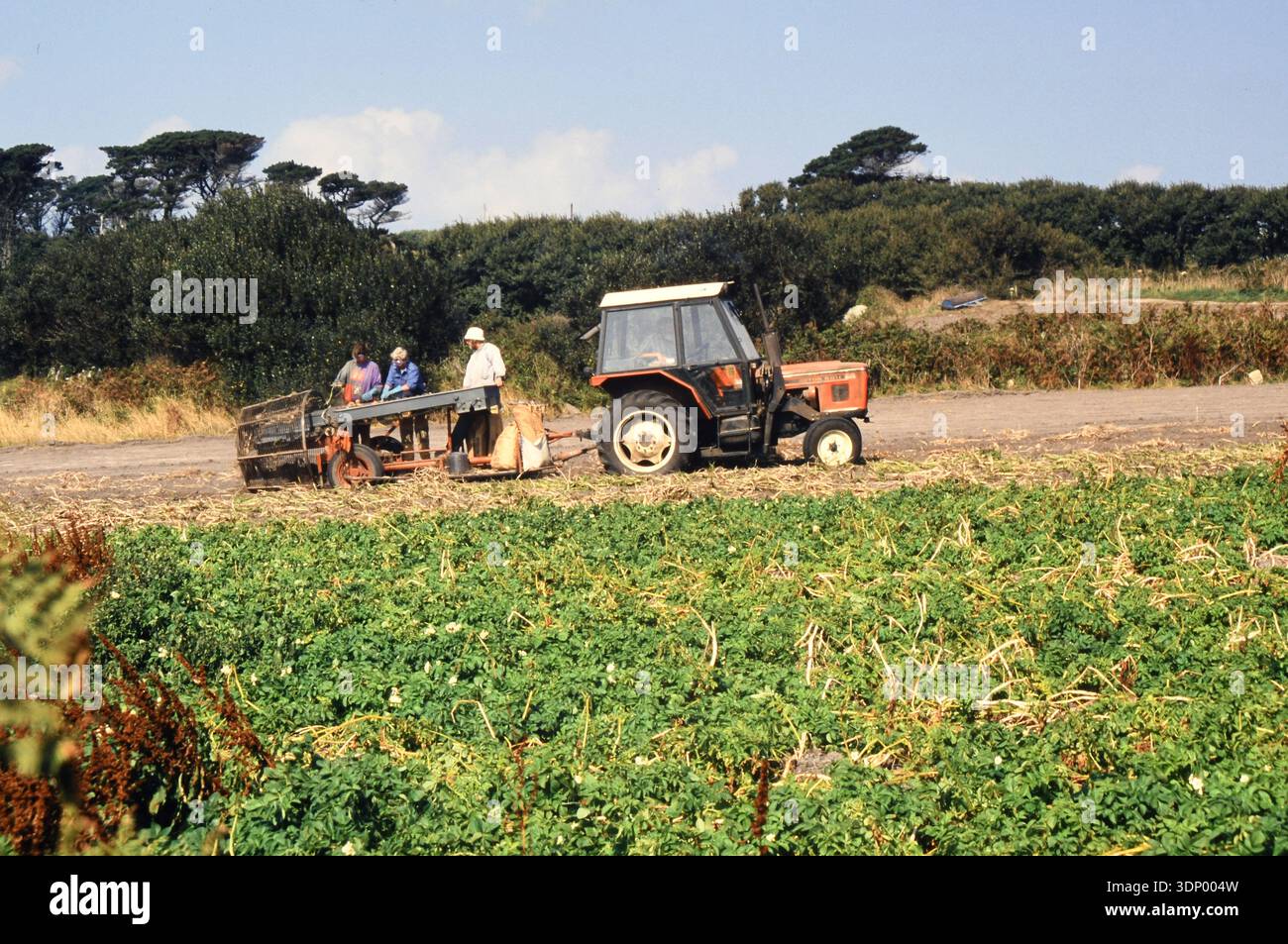Landarbeiter auf der Insel St. Marys auf den Scilly-Inseln heben und sortieren Narzissen, wenn die Blätter nach der Blüte tot sind. Dieses Foto Stockfoto