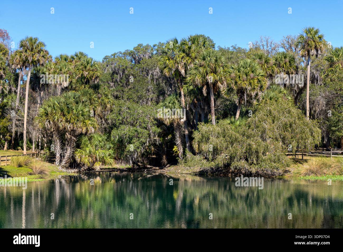 Palmen spiegeln sich im Teich Stockfoto
