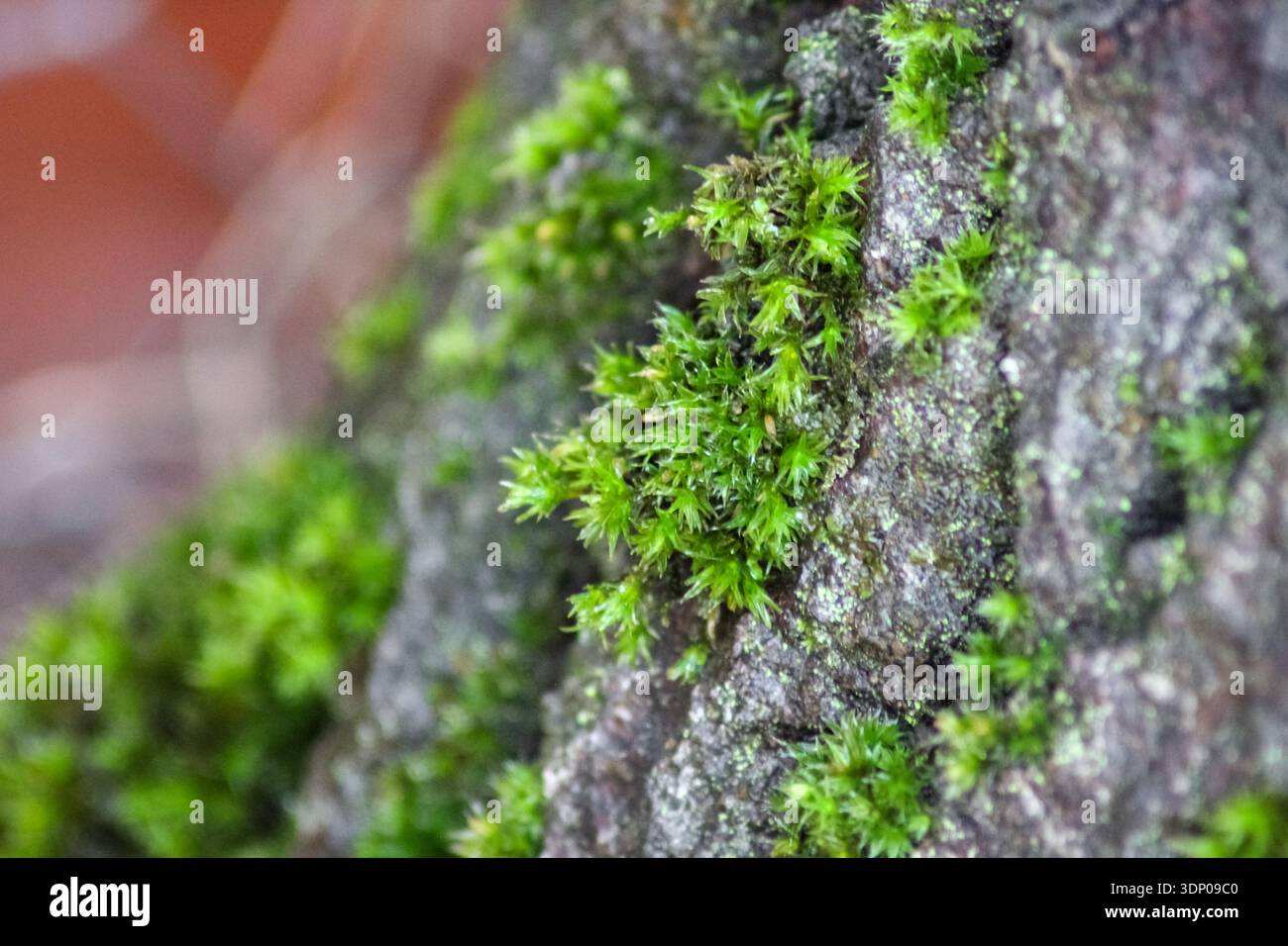 Leuchtendes grünes Moos bildet einen üppigen, strukturierten Teppich. Feine, gefiederte Stiele und winzige Blätter sind sichtbar, mit einem schlanken Sporophyten. Stockfoto