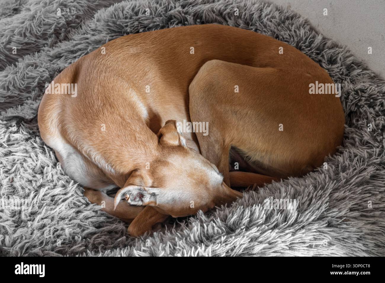 Ivo, der spanische windhund galgo, schläft Stockfoto
