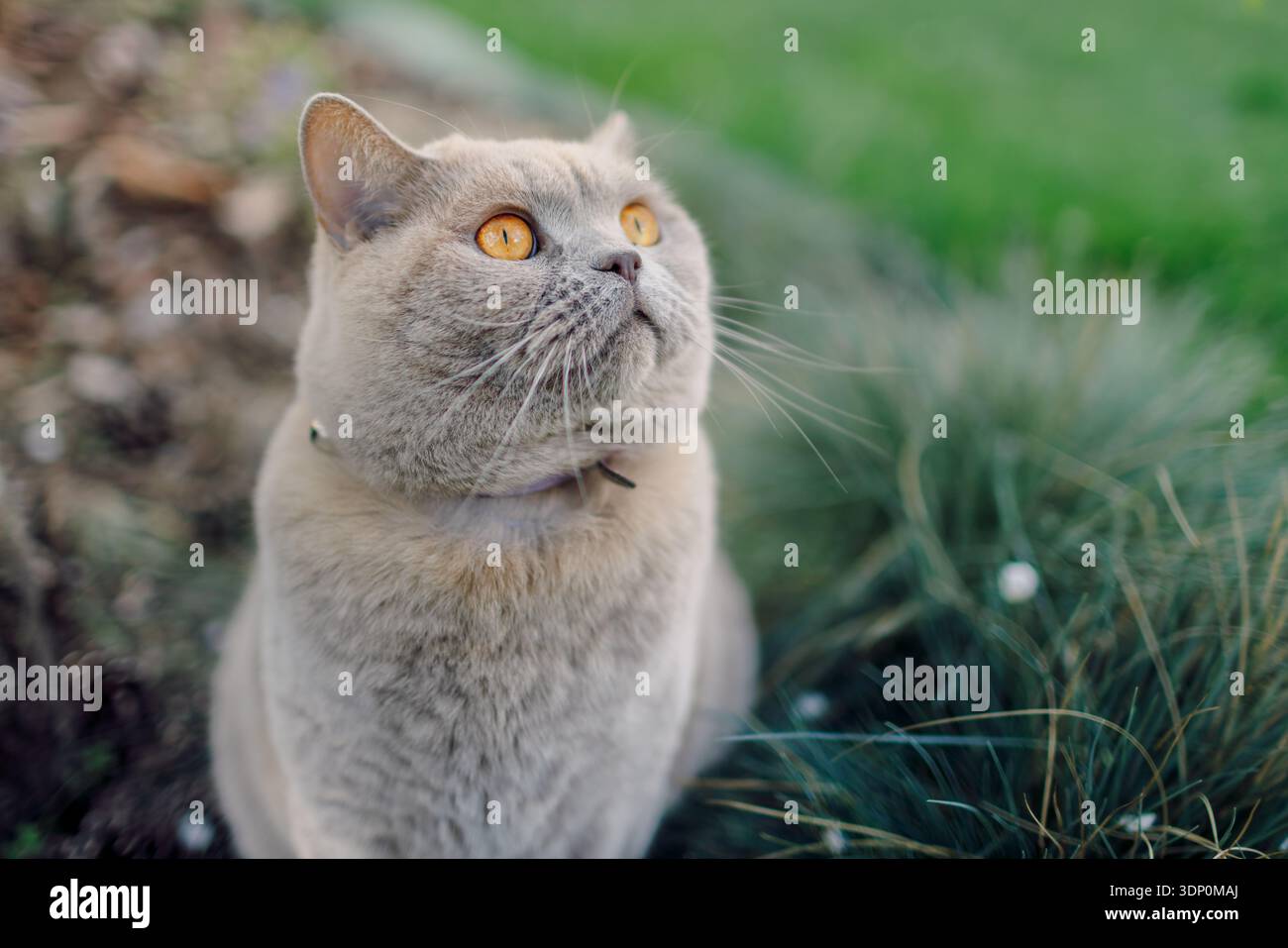 Flauschiges schottisches Katzenporträt im Freien auf Rasenrasen Stockfoto