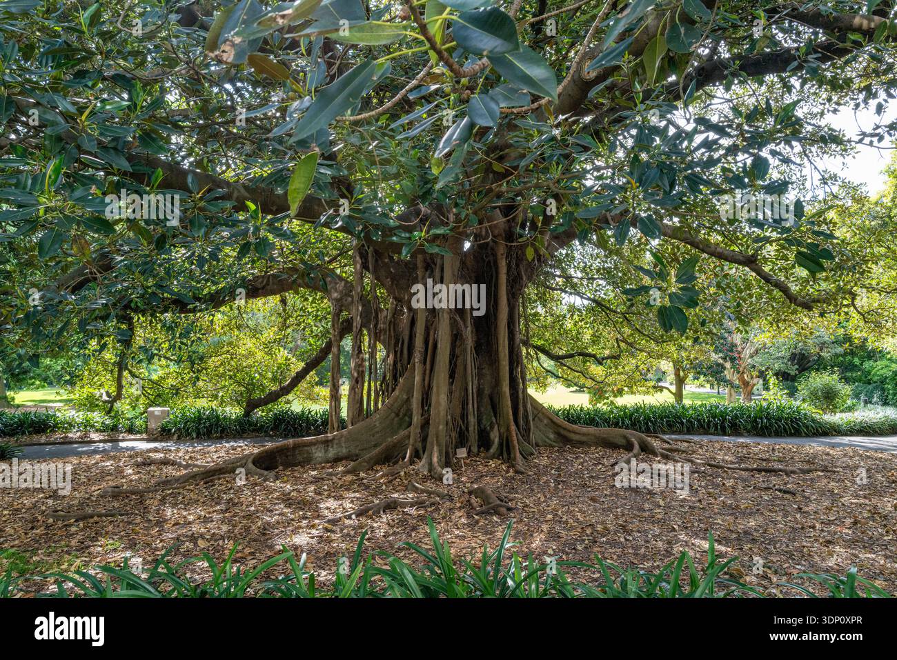 Ein riesiger Feigenbaum aus der Moreton Bay mit massiven Stützwurzeln im Royal Botanic Garden Sydney, New South Wales, Australien. (126 Zeichen). Stockfoto