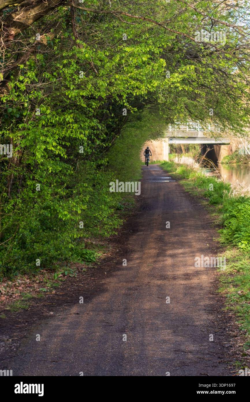 Grüner Baumtunnelbogen und Fahrradfahrer über den Schleppweg entlang des Basingstoke Canal, Woking Stockfoto