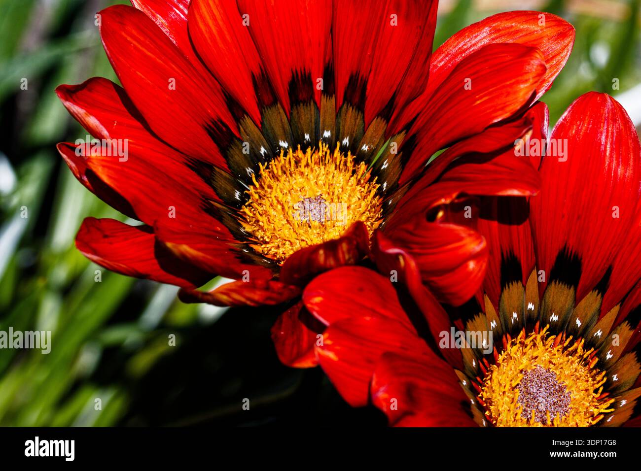 Gazania Cleopatra: Große, Gänseblümchen ähnliche Blüten sind hellrot mit einem gelben und schwarzen „zentralen Auge“. Sie öffnen sich über einen langen Zeitraum im Frühjahr und im Summen Stockfoto
