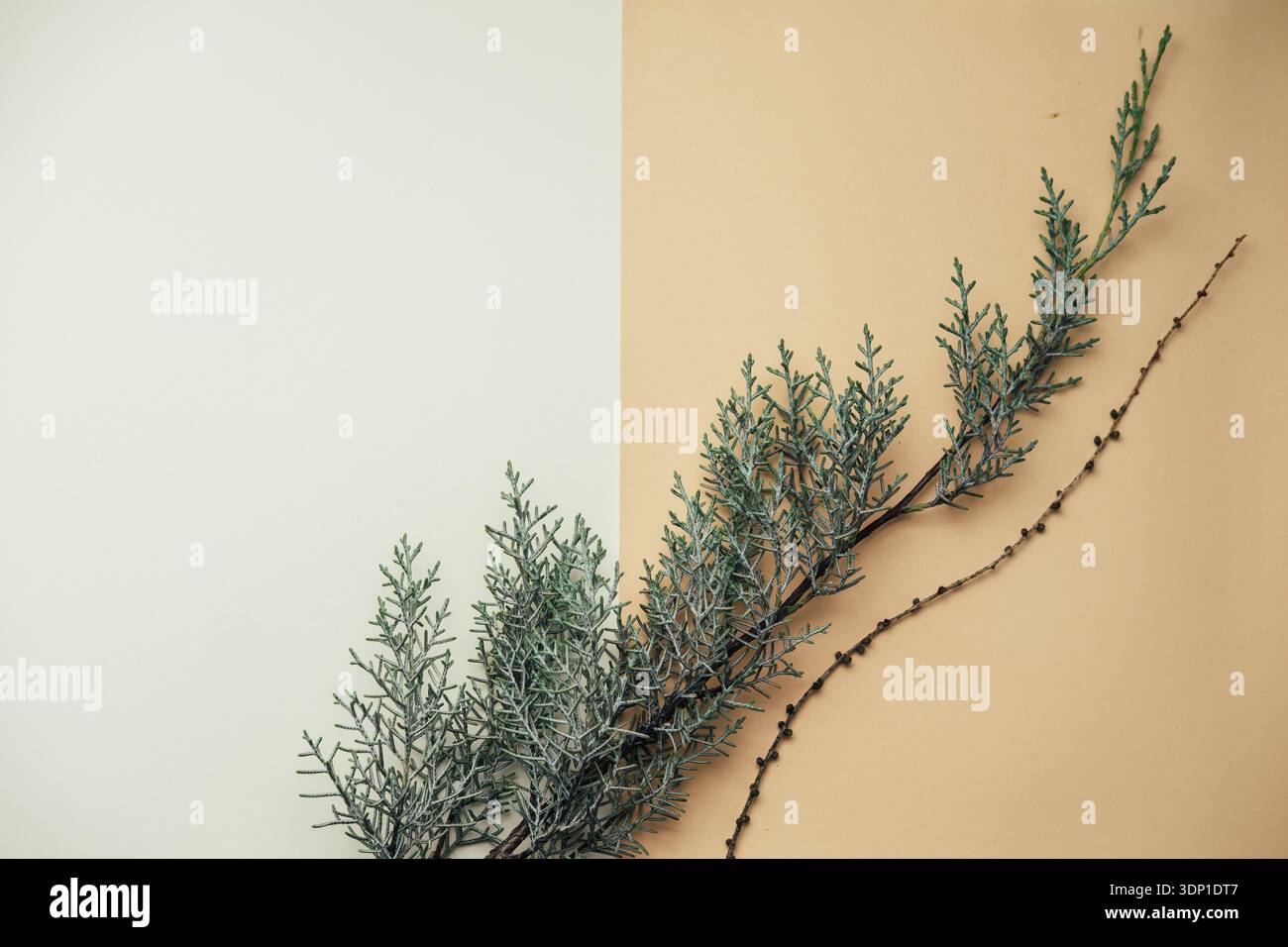 Lebendiger Evergreen Branch Präsentiert Auf Geteiltem Beige- Und Cremehintergrund Mit Strukturiertem Laub Stockfoto