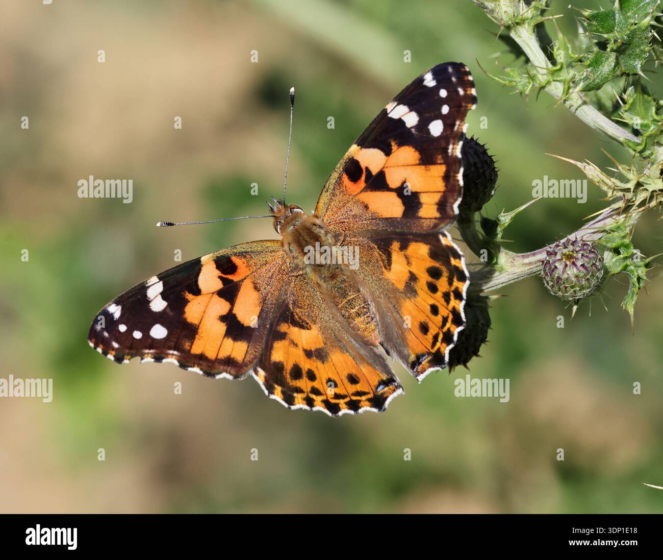 Ein gemalter Lady Butterfly (Vanessa cardui) in der Frühlingszeit in den Cotswold Hills Gloucestershire Großbritannien Stockfoto