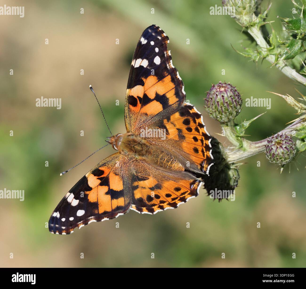 Ein gemalter Lady Butterfly (Vanessa cardui) in der Frühlingszeit in den Cotswold Hills Gloucestershire Großbritannien Stockfoto