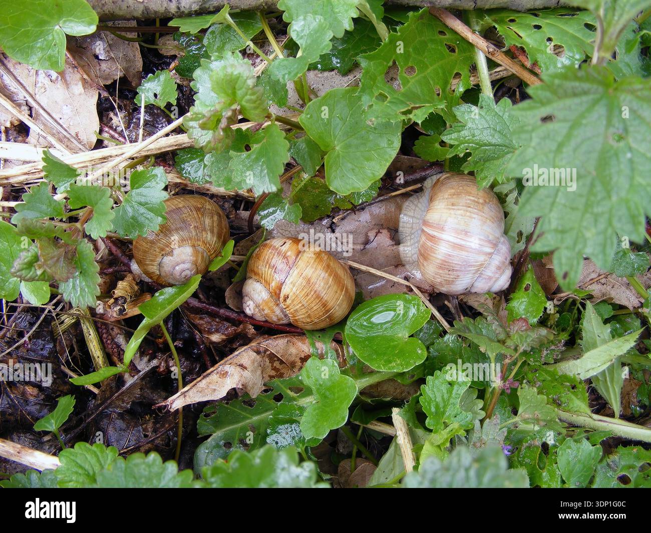 Römische Schnecke oder Escargot genannt auch Burgunderschnecke oder französische Escargot, Helix pomatia. Essbare Schnecken im Dickicht am Fluss. Stockfoto