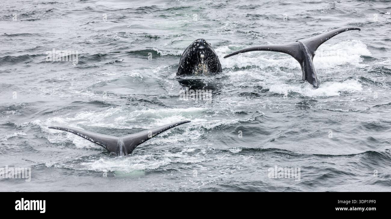 Die Nase eines Buckelwals und die Barten tauchen im Vordergrund aus dem Wasser auf, während zwei andere Wale im Hintergrund in Cha... Stockfoto