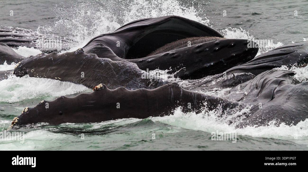 Mehrere Buckelwale (Megaptera novaeangliae) tauchen zusammen in einem spektakulären Blasennetz-Fütterungsversuch in der Chatham Strait im Südosten Alaskas auf. T.... Stockfoto