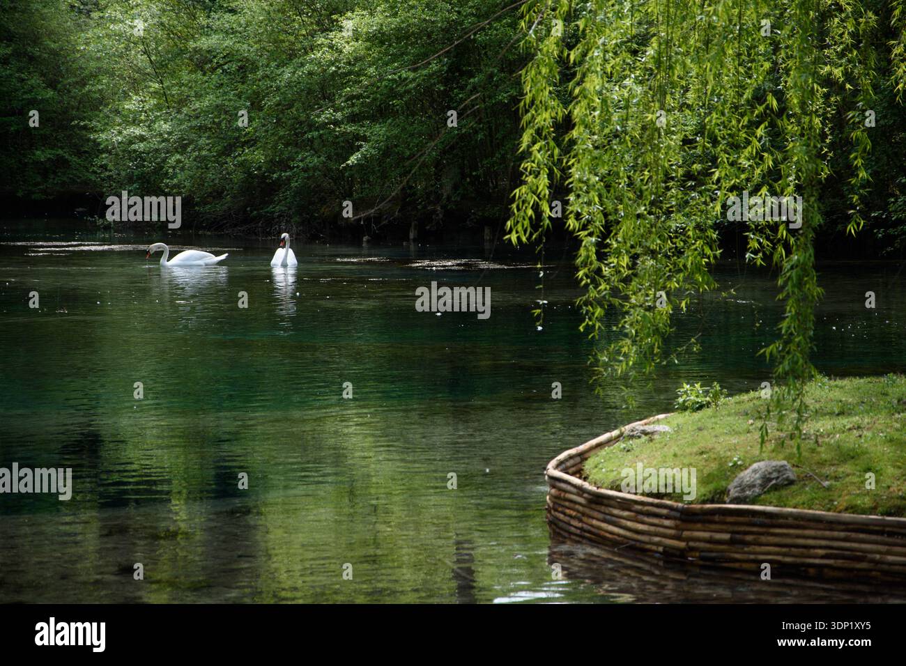 Zwei Schwäne gleiten auf einem ruhigen See, umgeben von grünen Bäumen in einer friedlichen Naturlandschaft Stockfoto