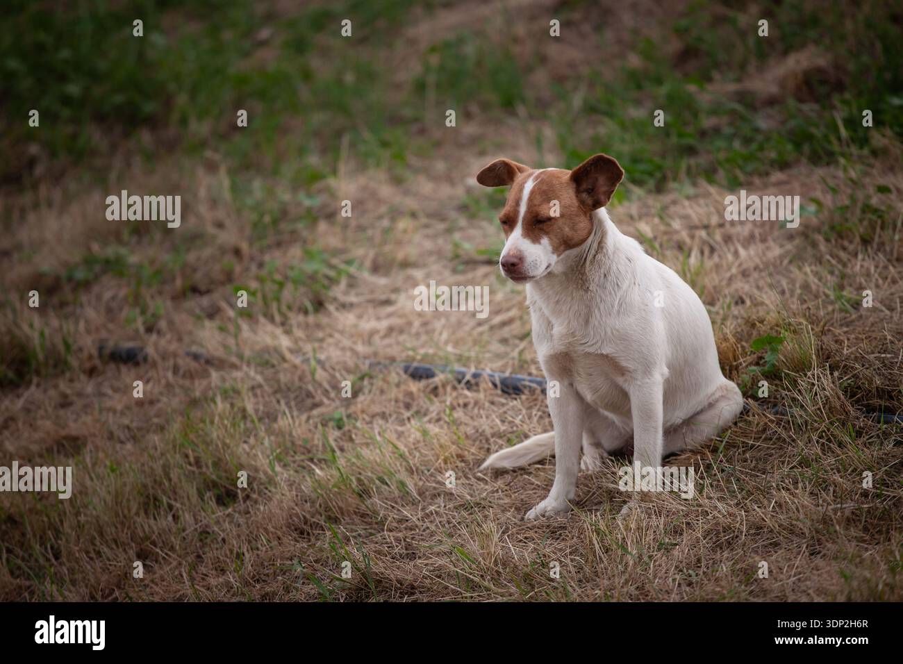 Brauner und weißer streunender Hund (Lutalica), der auf trockenem Gras in Serbien sitzt. Aus nächster Nähe ein Straßentier, das im Freien ruht und Verlassenheit reflektiert Stockfoto