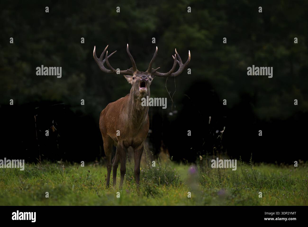 Ein Hirsch mit großen Geweihen, der auf einer schwach beleuchteten Lichtung steht, Cervus elaphus, Italien Stockfoto