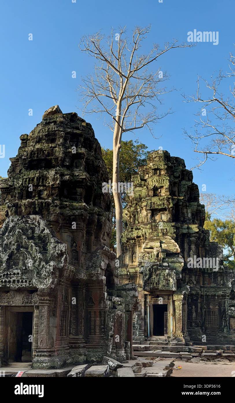 Erkunden Sie den Ta Prohm Tempel in der Gegend Angkor in der Nähe von Siem Reap, Kambodscha - majestätische Strukturen und Bäume Stockfoto