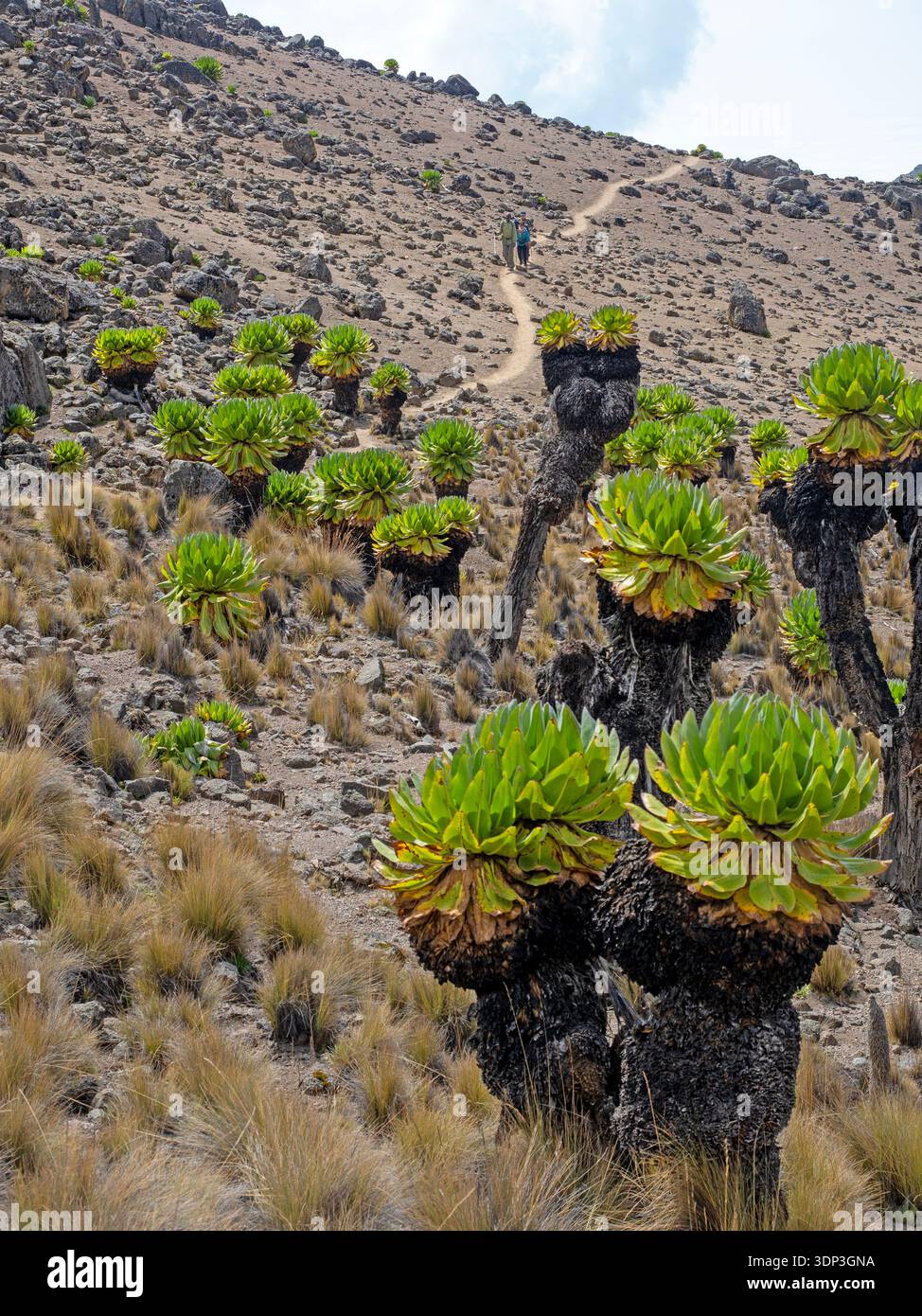 Trekking durch einen Hain von riesigen Erdnadeln auf dem Mt Kenia Stockfoto