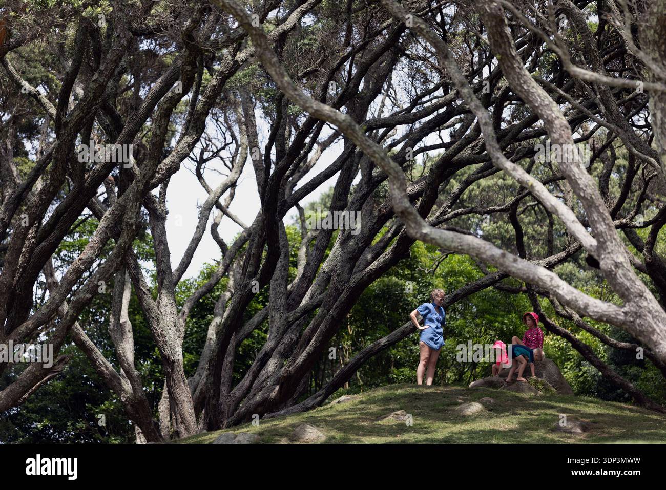 Familie unter pōhutukawa Bäumen im Hopukiore (Mount Drury) Reserve, Mount Maunganui, Tauranga, Neuseeland. Stockfoto