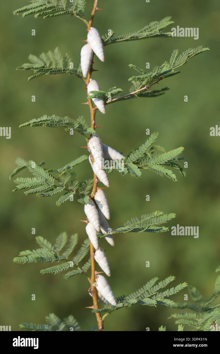 Schneckencluster auf der Pflanze Prosopis farcta (syrische Mesquite) Stockfoto