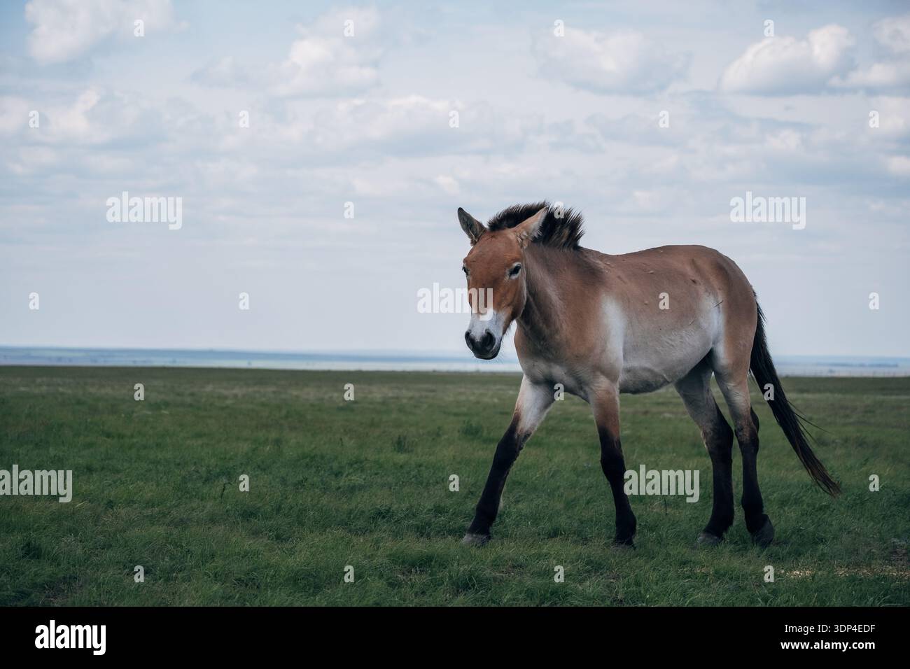 11. Mai 2024, Orenburg Reserve: Das Pferd des jungen Przewalskis rennt über die offene Steppe. Das Tier ist im Roten Buch aufgeführt. Stockfoto