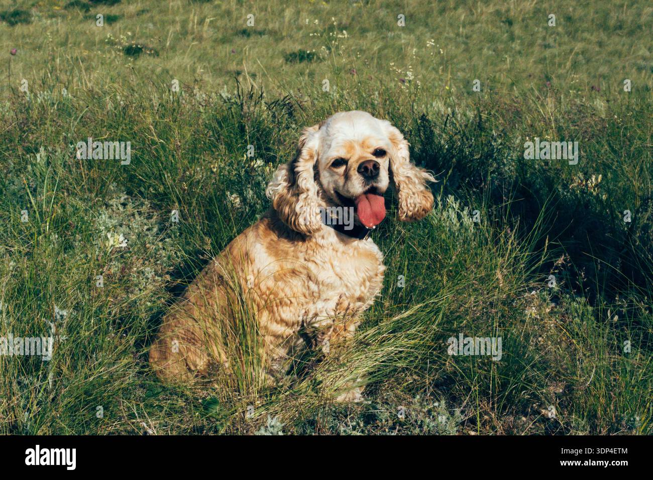 Ein kleiner, goldener Cocker Spaniel sitzt auf einem grasbewachsenen Feld. Der Hund hat ein langes, welliges Fell und einen fröhlichen Ausdruck, mit ausgezogener Zunge. Stockfoto
