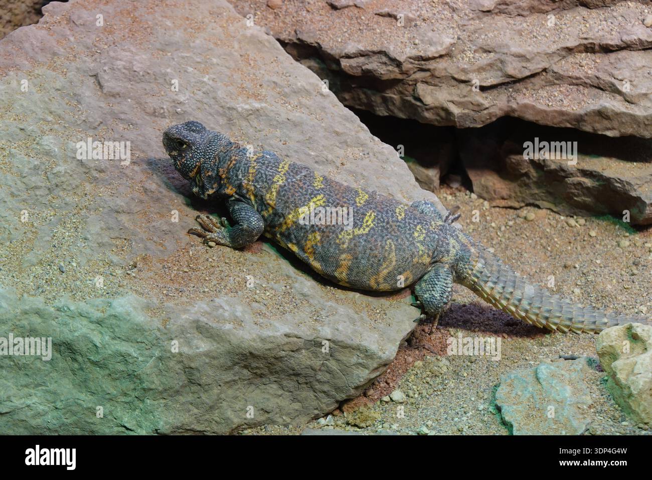 Schweden, Stockholm, Djurgarden, die Tiere des Zoos von Skansen Foto © Fabio Mazzarella/Sintesi/Alamy Stock Photo Stockfoto