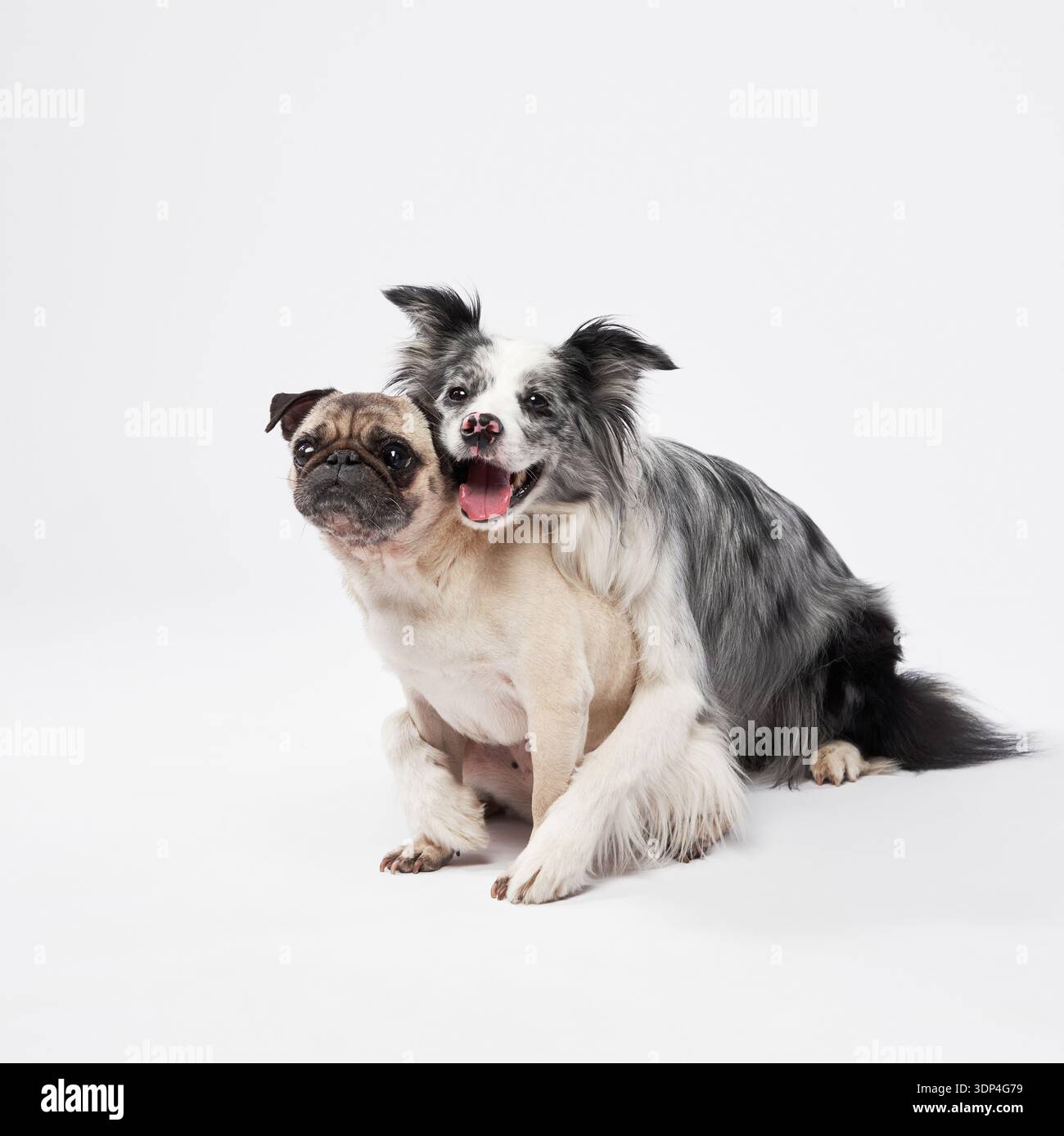 Ein Border Collie leckt spielerisch einen kleinen Mops und unterstreicht ihre enge Bindung. Der klare weiße Hintergrund hält den Fokus auf ihre Zuneigung Stockfoto