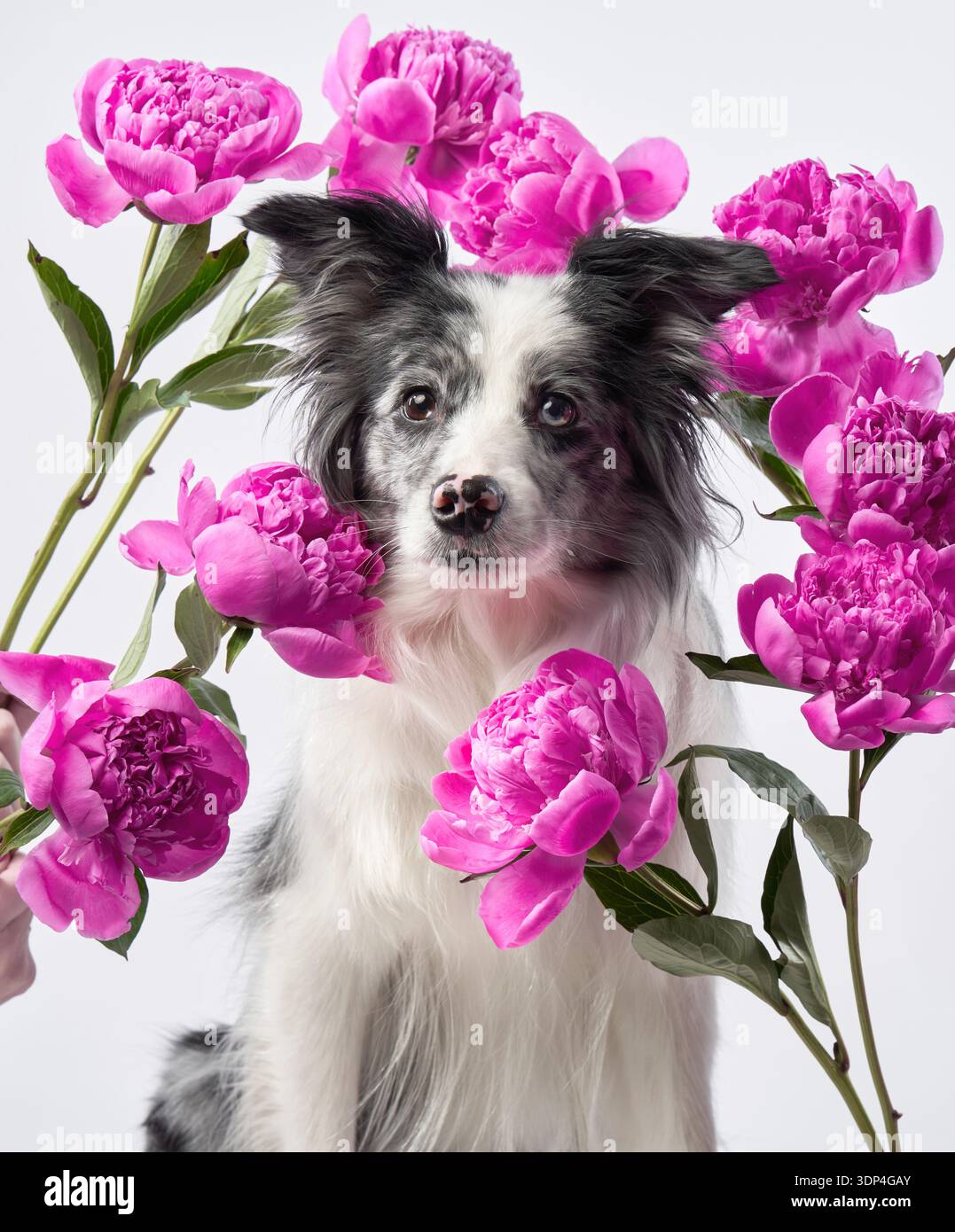 Ein Border Collie blickt durch ein Arrangement rosafarbener Blumen, dessen helle Augen sich vor dem floralen Hintergrund abheben. Die Komposition fügt einen Traum hinzu Stockfoto