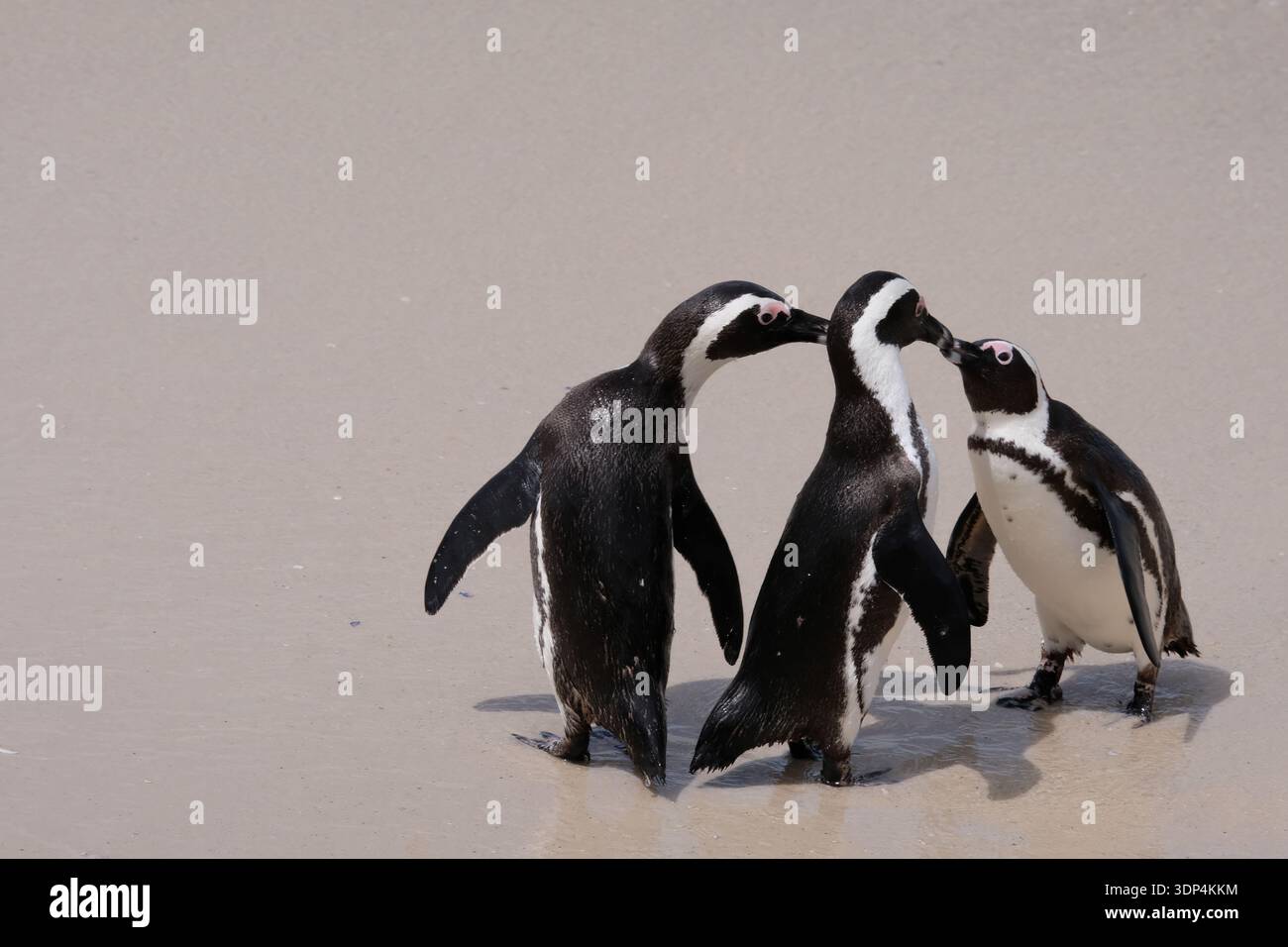 Drei Pinguine tanzen am Strand Stockfoto