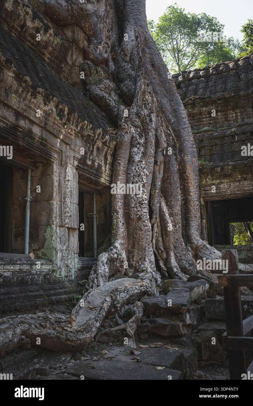 Details im Ta Prohm Tempel (Roots Tempel) Stockfoto