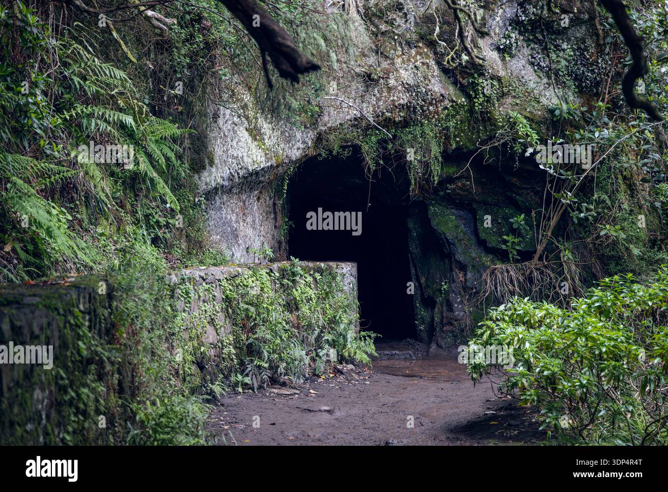 Eingang des Felsentunnels auf der Levada do Caldeirao Verde PR9, moosbewachsene Steinmauern und Farnwuchs bilden einen dunklen Durchgang im Lorbeerwald in der Nähe von Madeira Portuga Stockfoto
