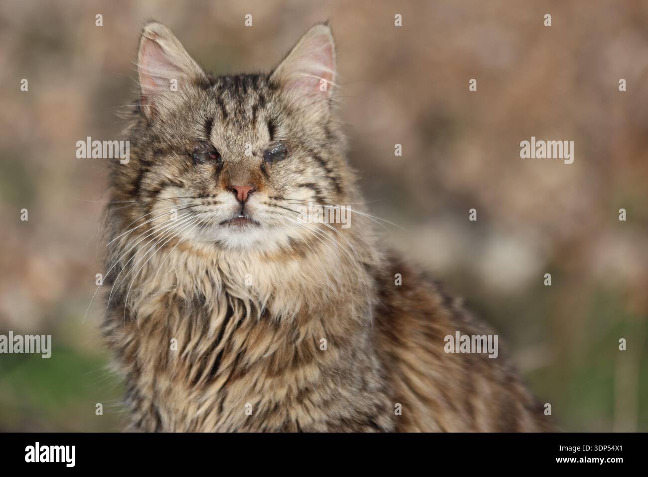 Nahaufnahme einer langhaarigen, tabby streunenden Katze mit schweren Augeninfektionen und Ausfluss, die draußen in einem unscharfen natürlichen Hintergrund sitzt Stockfoto