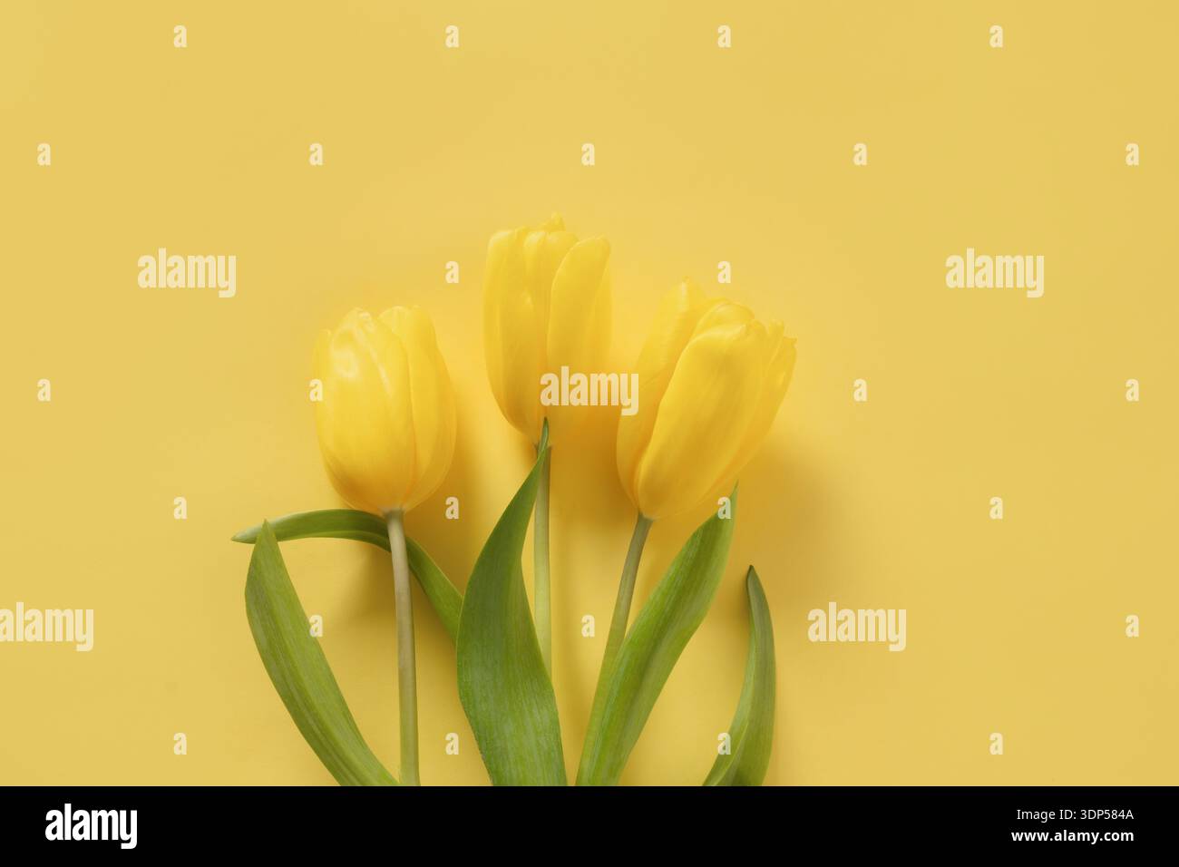Frische gelbe Tulpen auf hellem einfarbigem gelbem Hintergrund. Minimaler Frühlingsgeblümter mit Kopierraum. Frauentag. Stockfoto