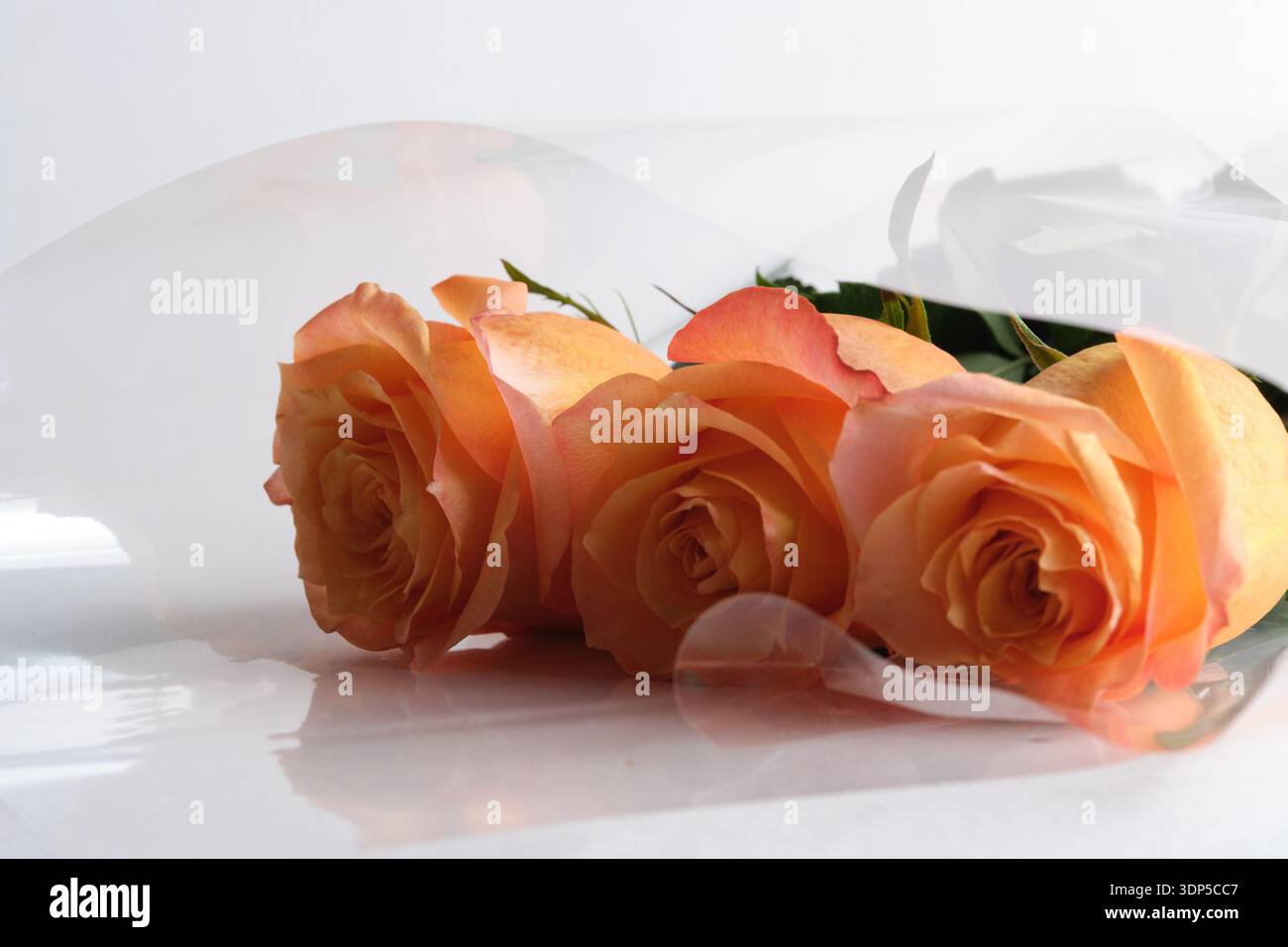 Drei zarte orangene Rosen in transparenter Verpackung vor hellem Hintergrund mit weichem Nebeleffekt. Elegantes florales Stillleben Stockfoto