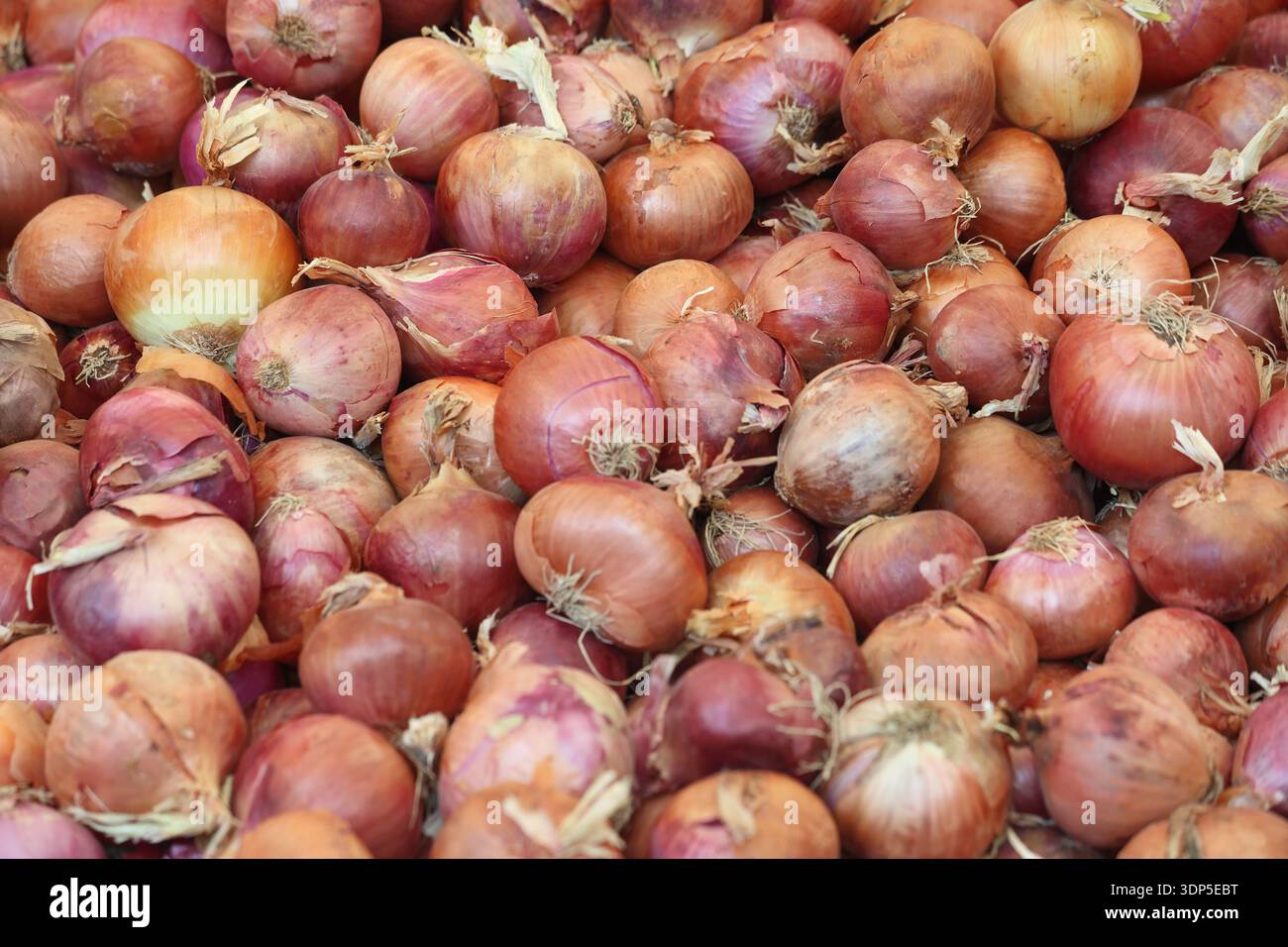 Nahaufnahme von Zwiebeln auf dem Markt Stockfoto
