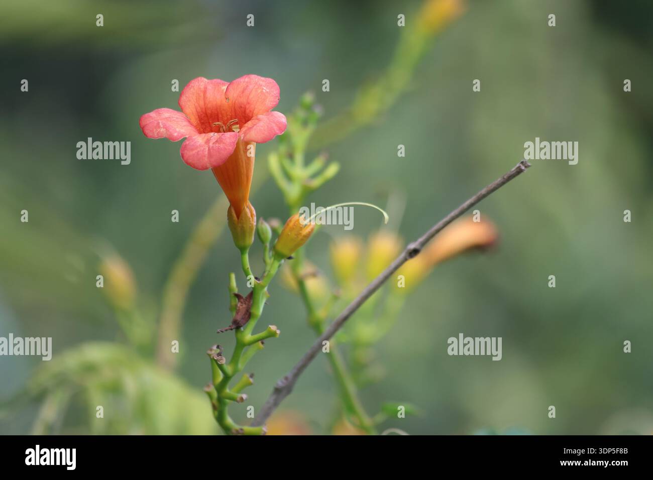 Blumen von chinesischen Trompetenblüten (Campsis grandiflora) Stockfoto