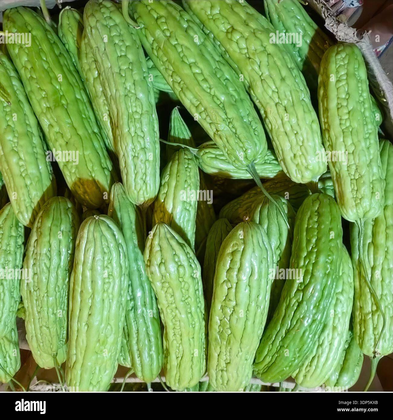 Frische Bittermelonen stapeln sich am Marktstand, zeigen strukturierte grüne Haut, natürliches Muster und zeigen tropische Bio-Gemüseernte. Stockfoto