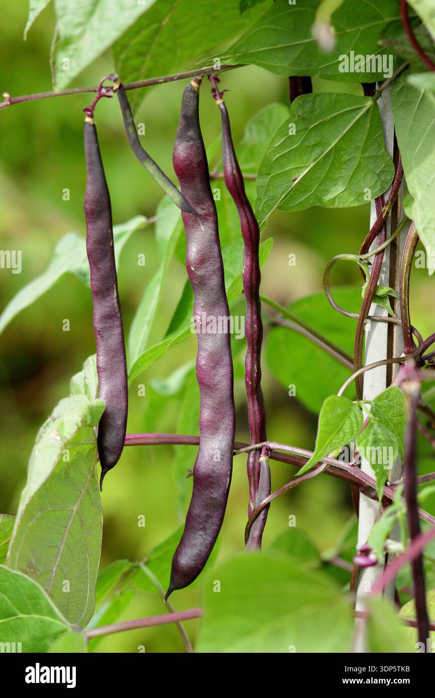 Französische Bohnen anbauen. Violette französische Bohnen Blauhilde. Phaseolus vulgaris 'Blauhilde'. UK Stockfoto