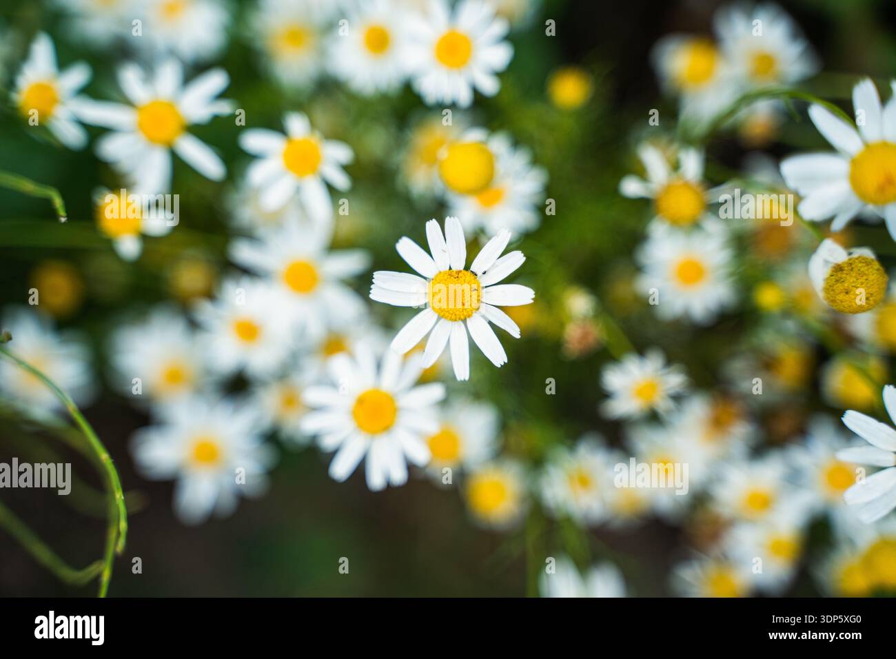 Feld der weißen Gänseblümchen im Sommer Stockfoto