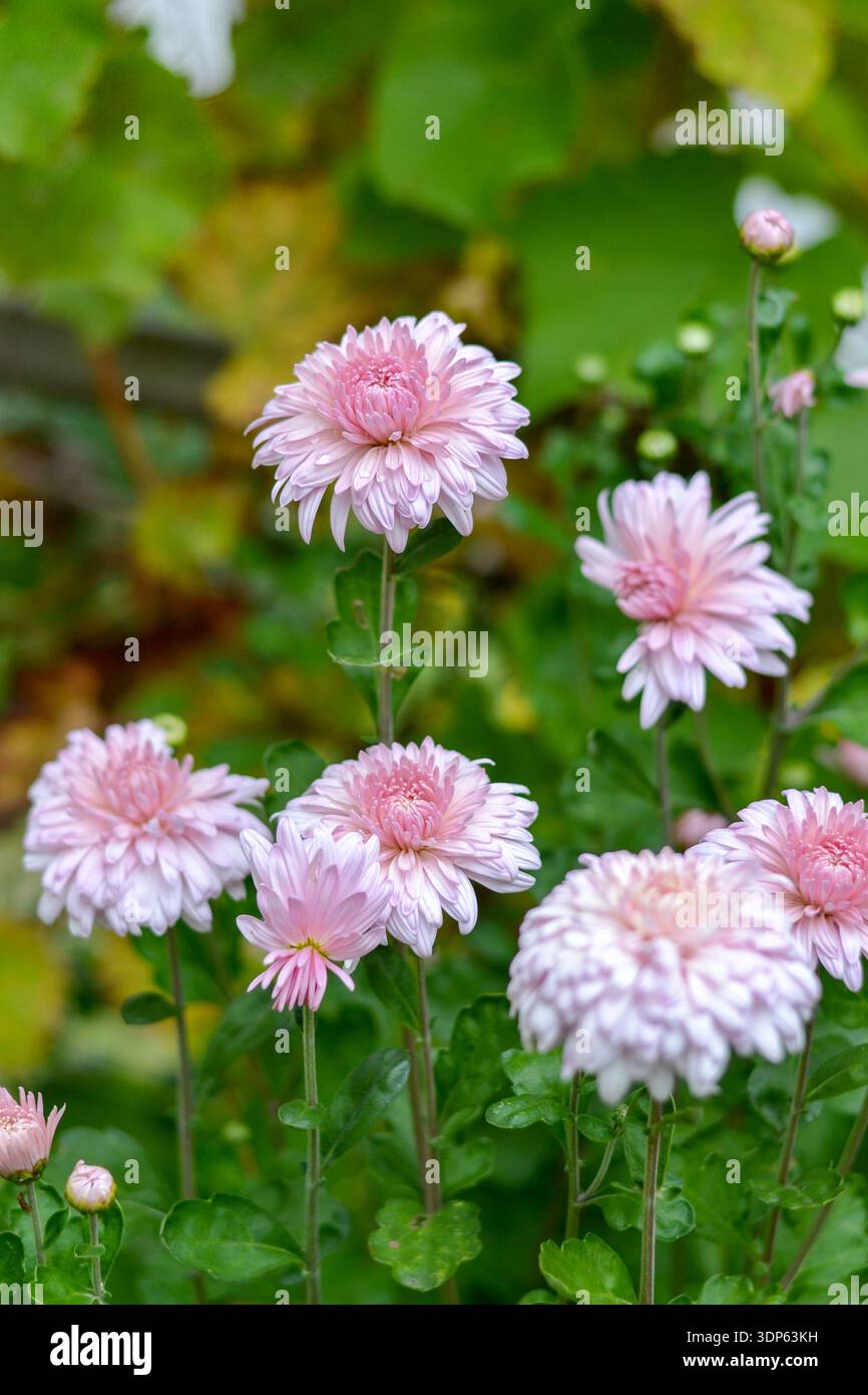 Vertikale Nahaufnahme zarter rosa Chrysanthemen-Blüten, die in einem Garten blühen. Elegante mehrschichtige Blütenblätter stehen vor einem verschwommenen grünen und goldenen Au Stockfoto
