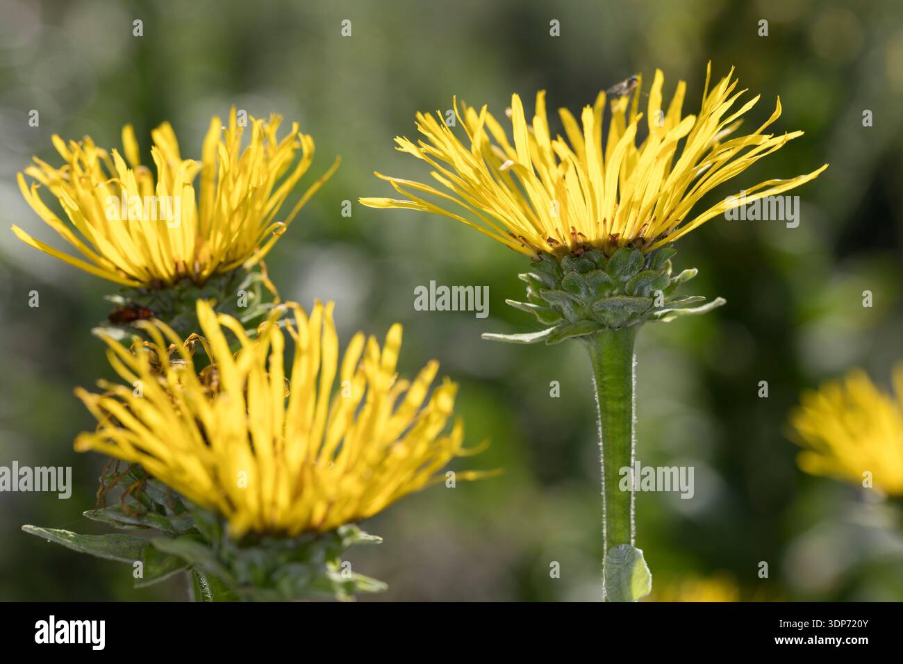 Echter Alant, Blüte, Helenenkraut, Inula helenium, Elekampan, Schabkraut, Pferdeheilung, Marchalan, Elfdock, La Grande Aunée Stockfoto