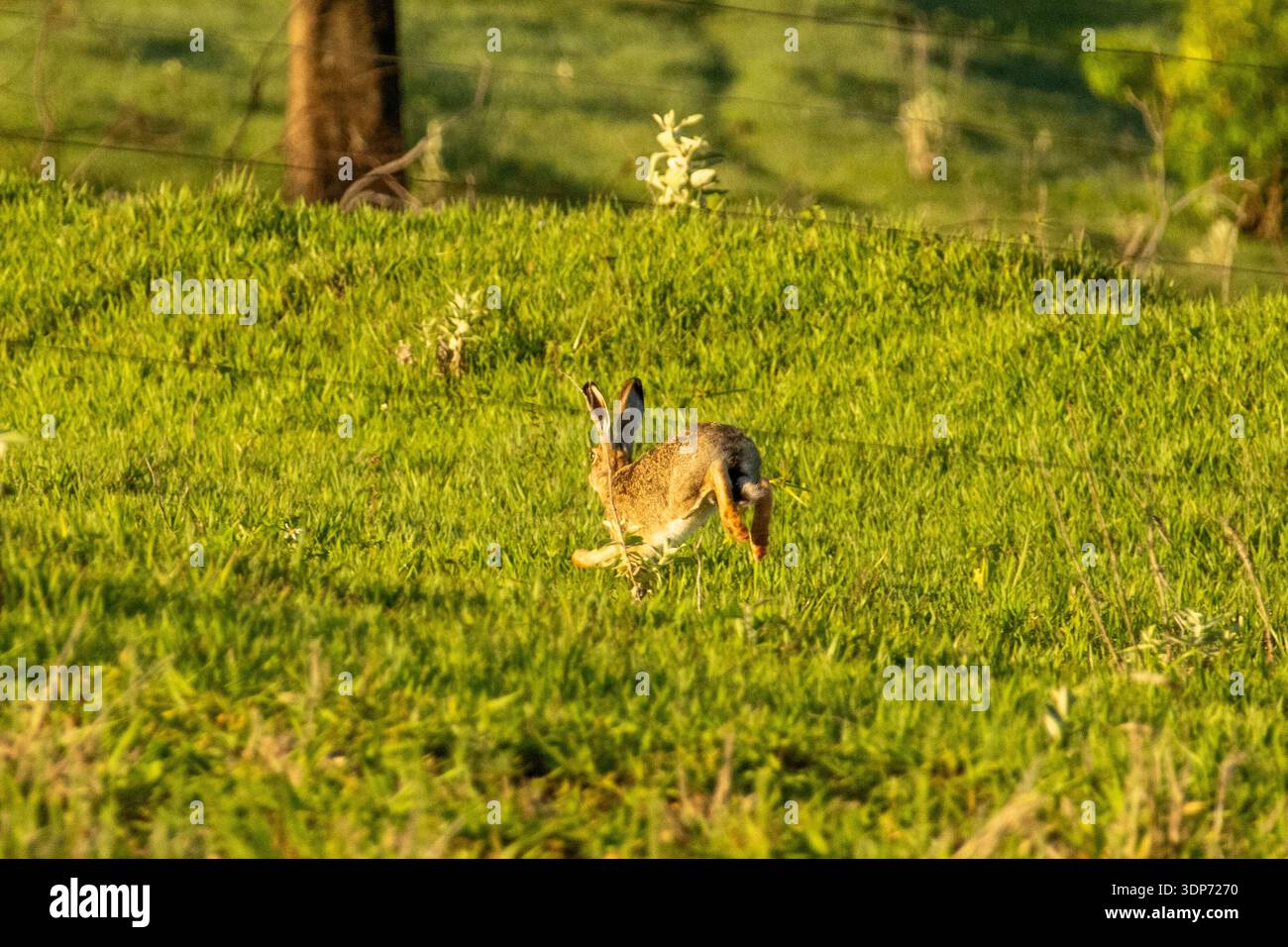 Europäischer Hase hält auf einer grünen Weide in Florestópolis Parana Brasilien an Stockfoto
