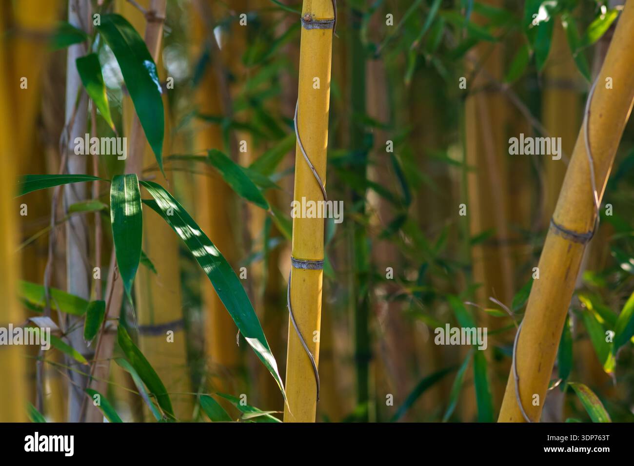 Bambus im Garten, Naturhintergrund, Nahaufnahme des Fotos Stockfoto