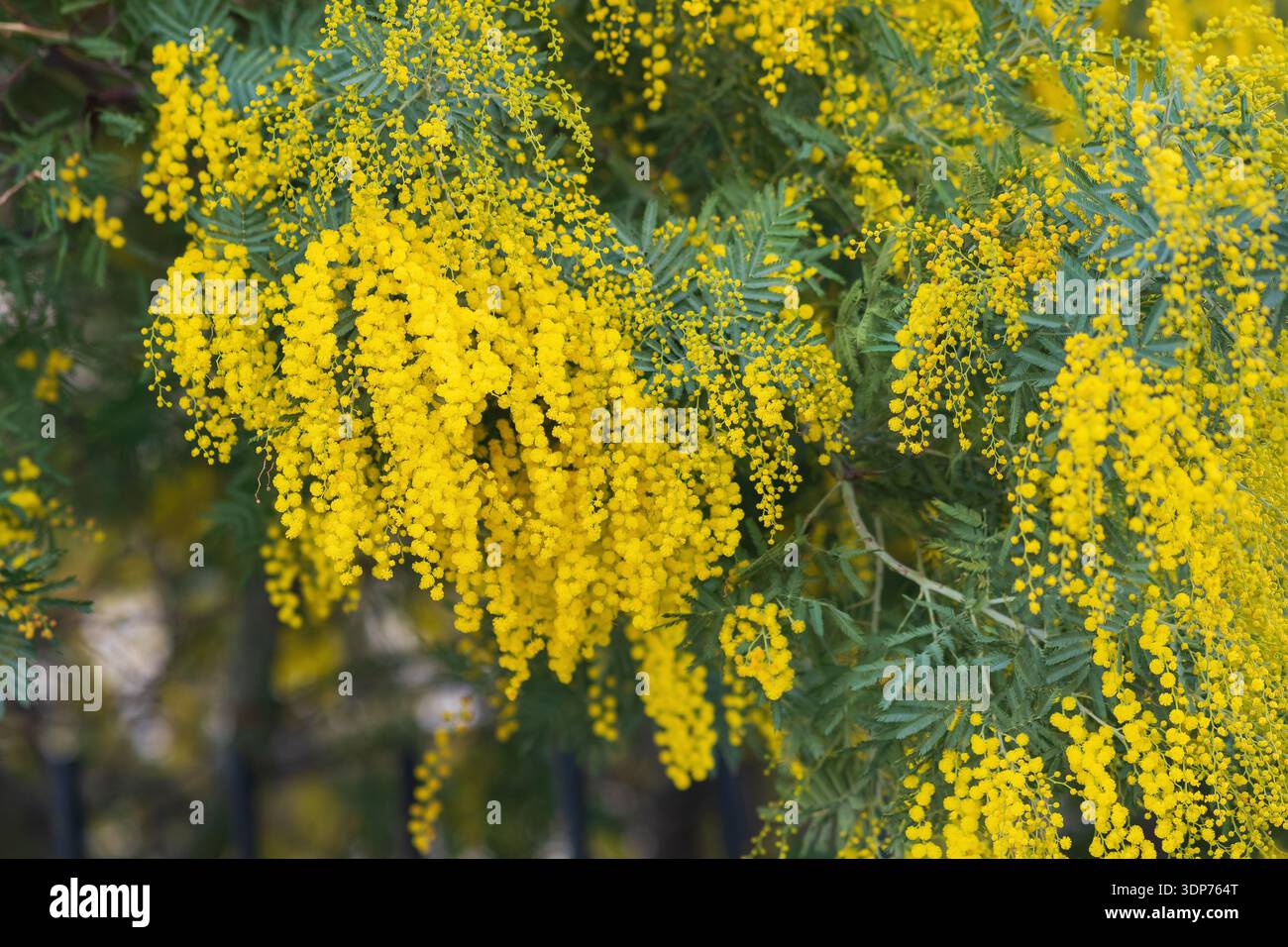 Nahaufnahme von Mimosa-gelben Blüten in voller Blüte Stockfoto