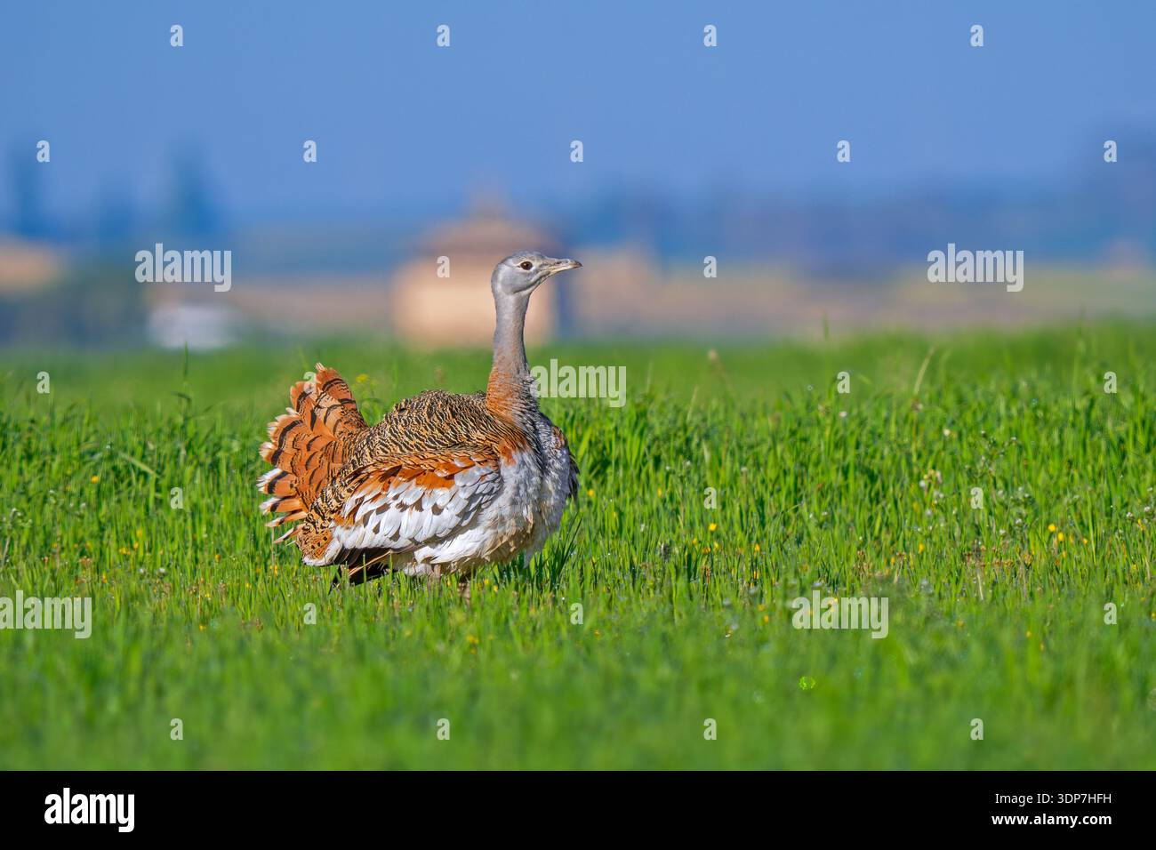 Großtrappe (Otis tarda) männlich im Zuchtgefieder, zeigt im Frühjahr auf Feld / Grünland / Ackerland, Kastilien und Leon / Castilla y León, Spanien Stockfoto
