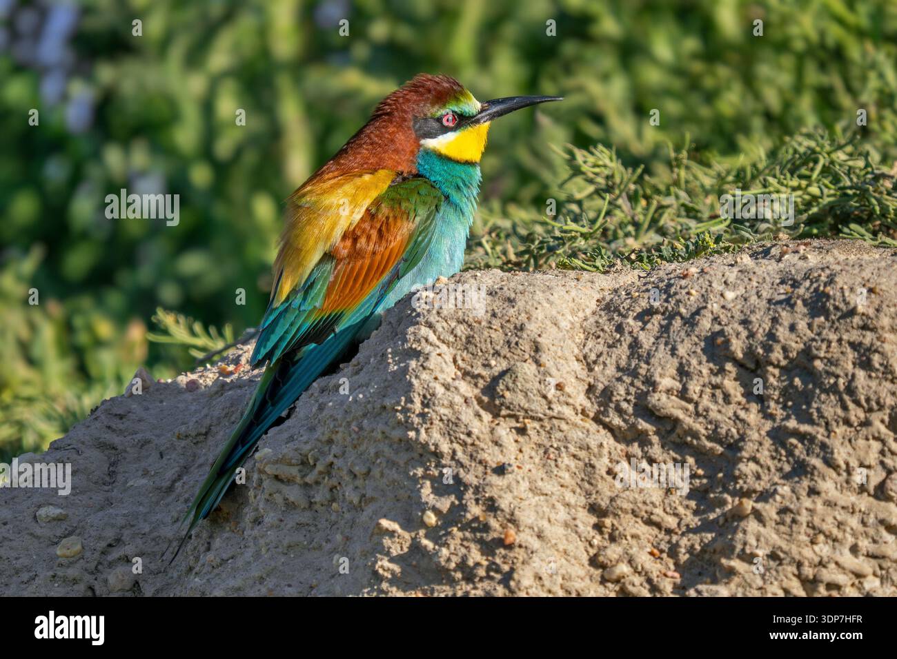 Europäischer Bienenfresser (Merops apiaster) ausgewachsener männlicher Zuchtgefieder, der im Frühjahr auf einem steilen Uferufer ruht, Extremadura, Spanien Stockfoto