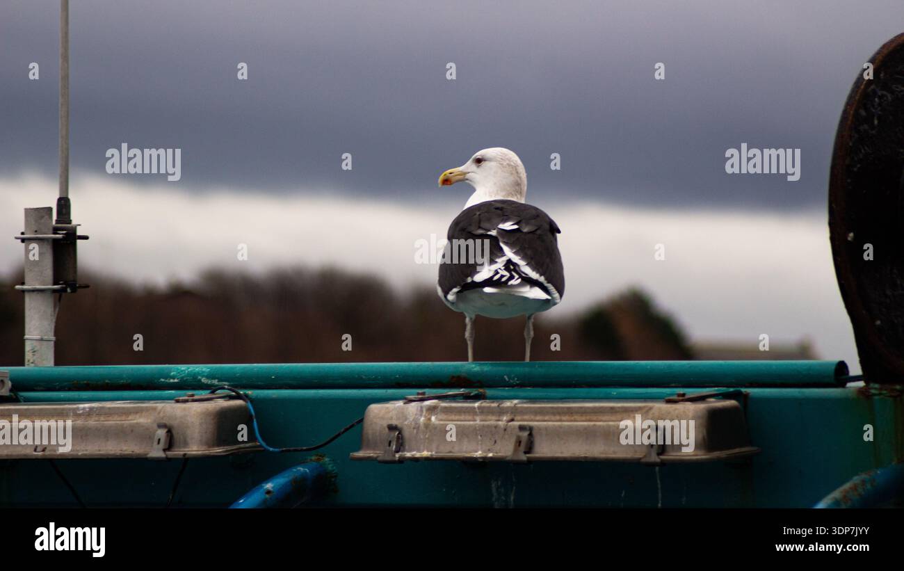 Alte Möwe close-uo Stockfoto