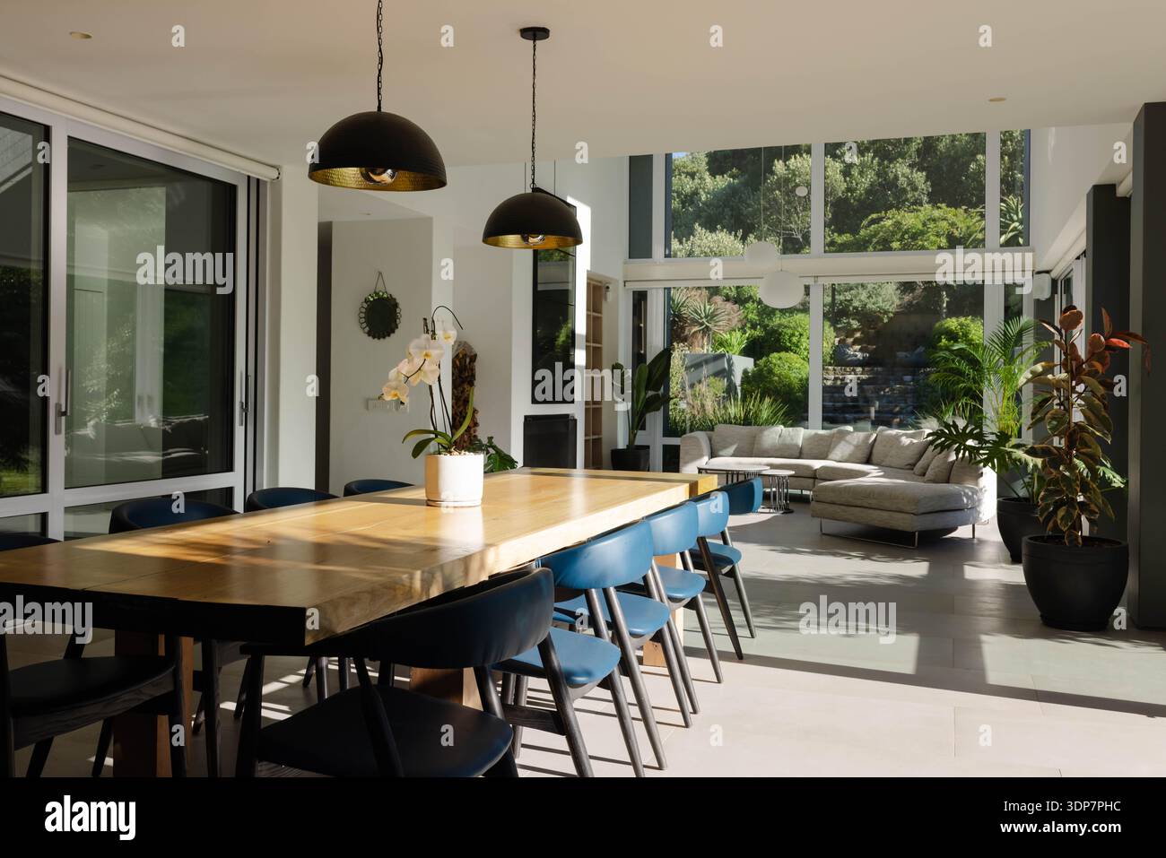 Der lange Esstisch aus Holz hält weiße Orchideen und blaue Stühle in der Nähe hoher Fenster Stockfoto